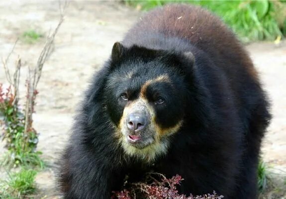 Разновидности медведей фото и названия Last of the Species in South America