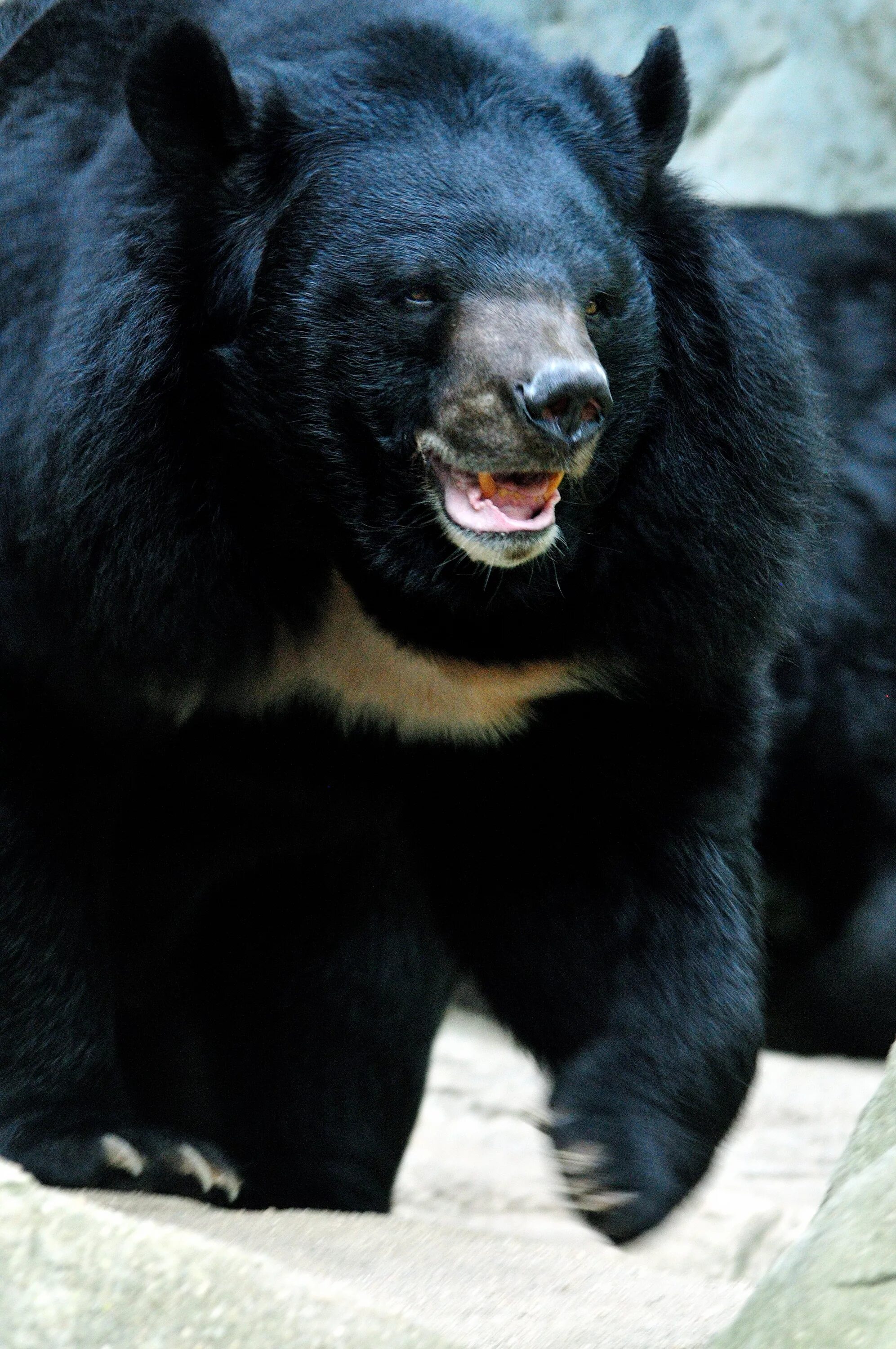 Разновидности медведей фото и названия File:Moon bear (ursus thibetanus).jpg - Wikimedia Commons