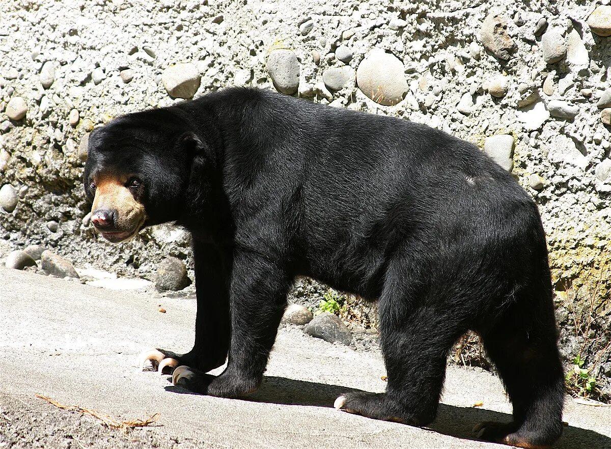 Разновидности медведей в мире фото и название File:MalayanSunBear.jpg - Wikipedia