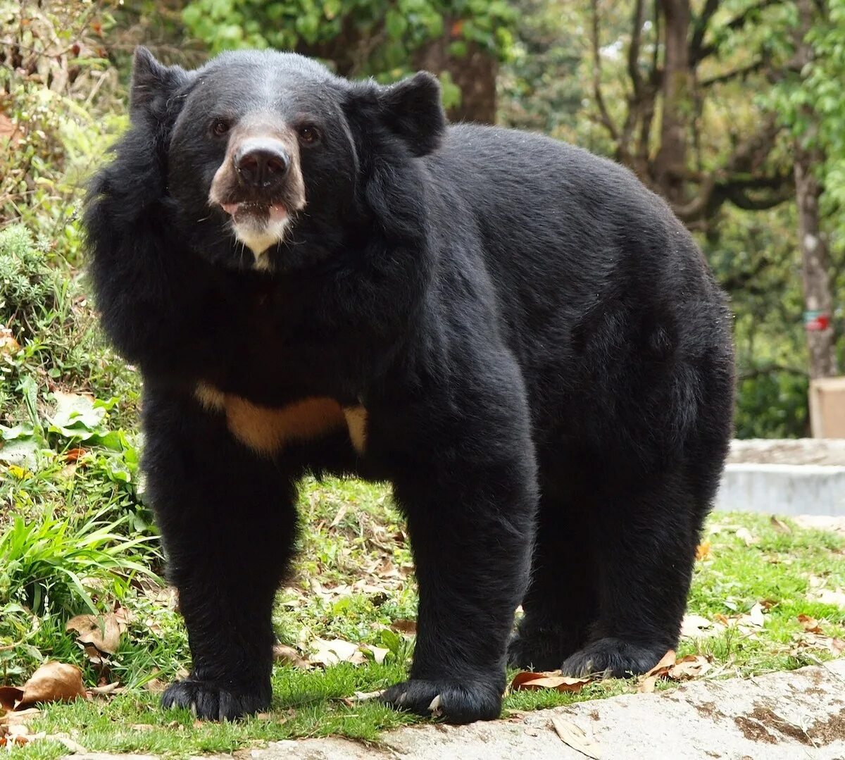 Разновидности медведей в мире фото и название Файл:Black bear, Darjeeling zoo.jpg - Википедия