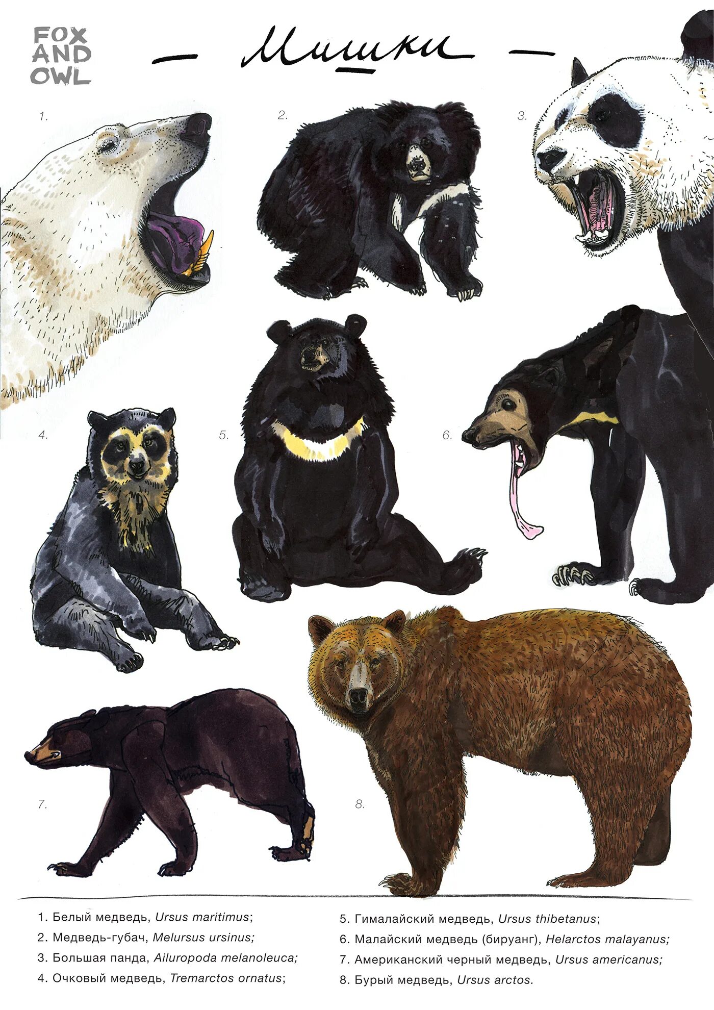 Разновидности медведей в мире фото и название Ursidae (bear) illustrations (9) Images :: Behance