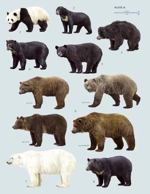 Разновидности медведей в мире фото и название Bear species, Sloth bear, American black bear