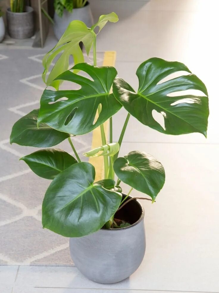 Разновидности монстеры фото и названия комнатные растения The Little Botanical Monstera Ceramic Flowering house plants, Anthurium plant, H