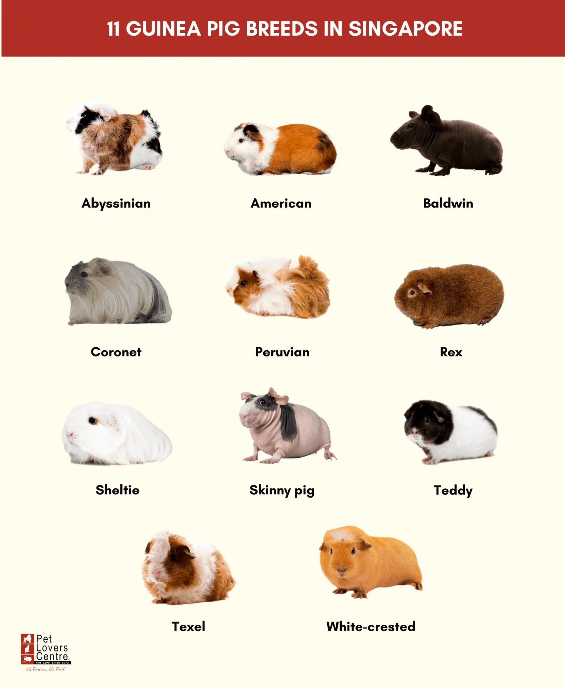 Разновидности морских свинок фото и описание 11 Guinea Pig Breeds In Singapore + Personalities & Care Tips