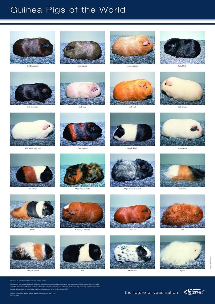 Разновидности морских свинок фото и описание Pin on Pet Rabbits, Guinea Pigs, and Small Animals Guinea pig food, Guinea pigs,