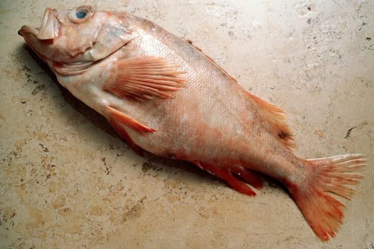 Разновидности морского окуня фото и название Best Redfish Bait Red fish, How to cook redfish, Fish