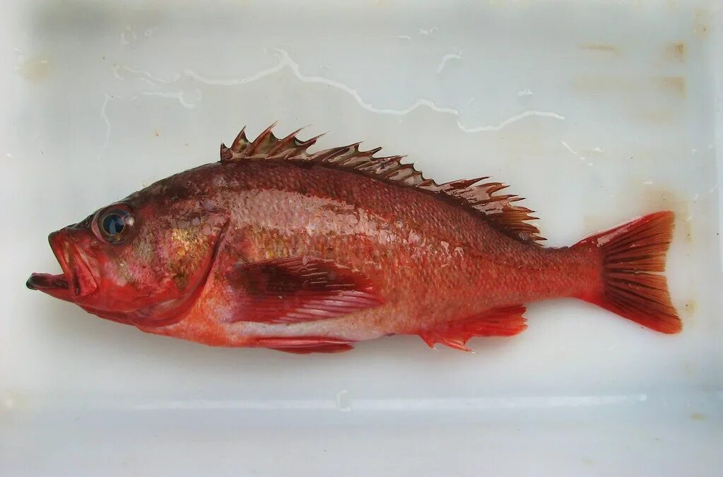 Разновидности морского окуня фото и название Northern Rockfish (Sebastes polyspinis) Bering Sea. 07 AUG. Flickr