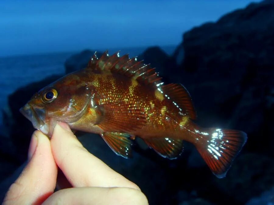 Разновидности морского окуня фото и название Морской окунь невооруженный фото и описание - Каталог рыб, смотреть онлайн