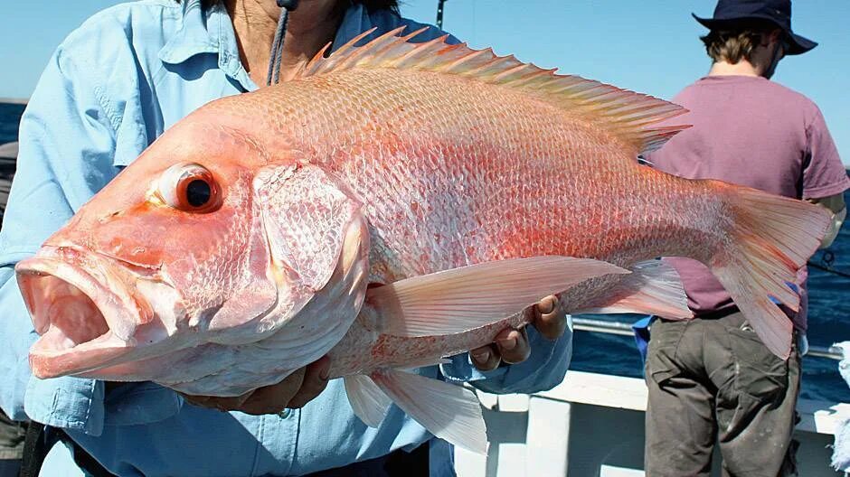 Разновидности морского окуня фото и название Морские окуни виды: найдено 90 изображений