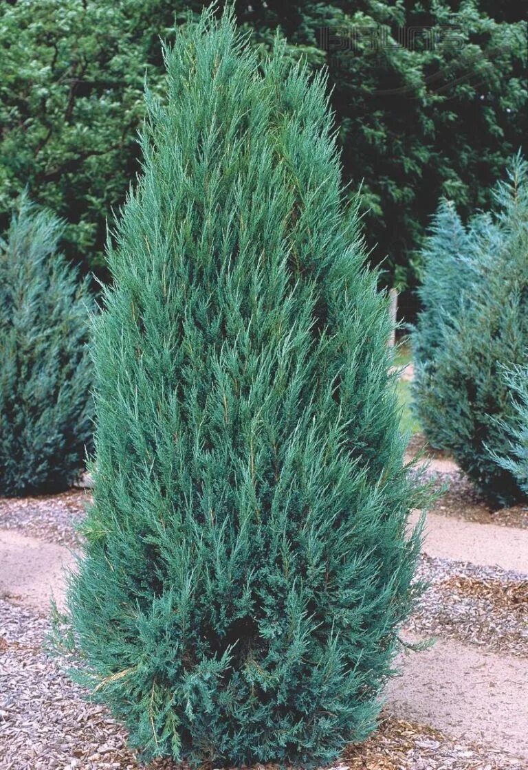 Разновидности можжевельника фото и описание Можжевельник скальный (Juniperus scopulorum Blue Arrow) RB100/125 - Зеленая стра