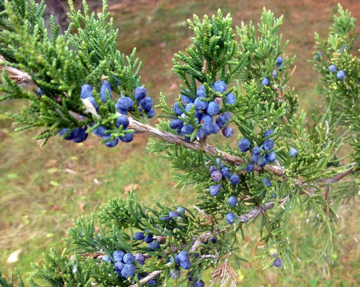 Разновидности можжевельника фото и описание Wild Juniper Berries - Laughing Lichen, juniper berries