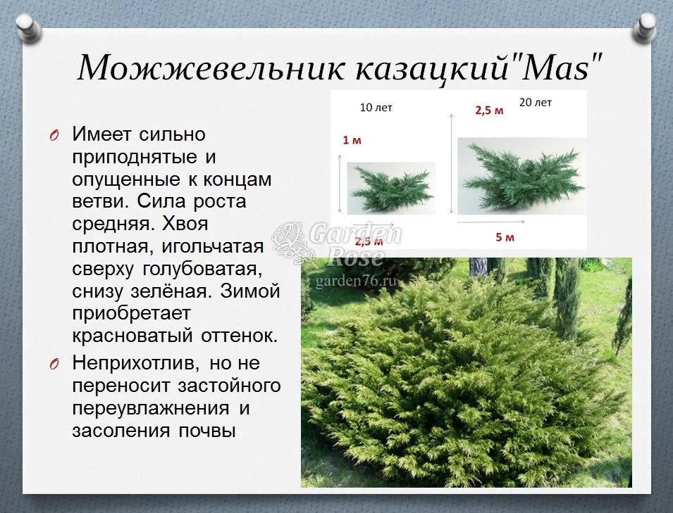 Разновидности можжевельника фото и описание Можжевельники. Основные правила посадки и ухода.