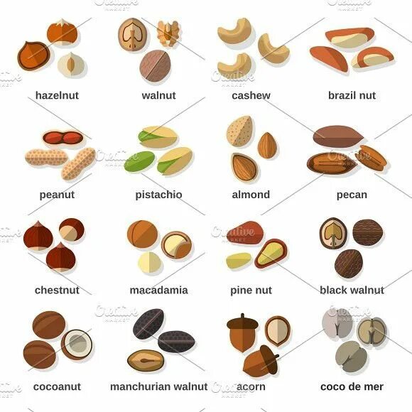 Разновидности орехов фото с названиями и описанием Nuts flat icons set Flat icon, English food, Flat icons set