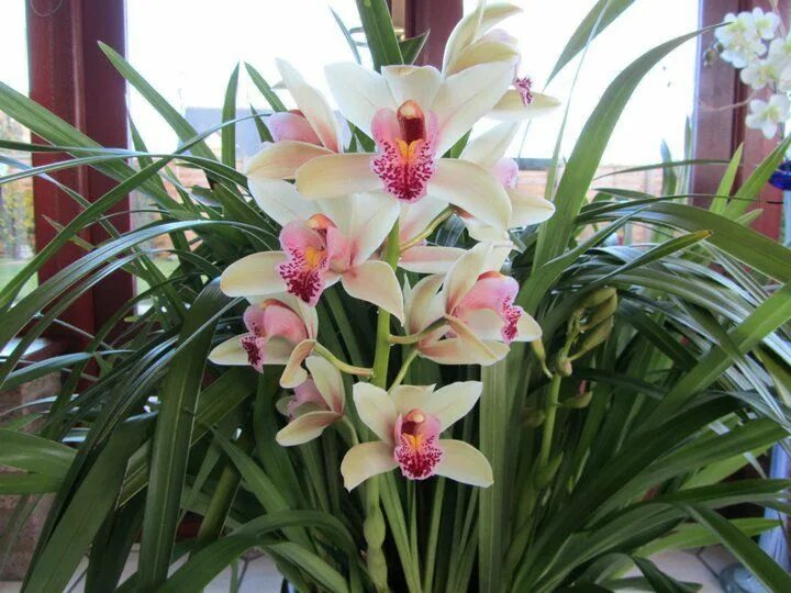 Разновидности орхидей домашних с фото cymbidium Cymbidium orchids care, Beautiful orchids, Orchid plant care