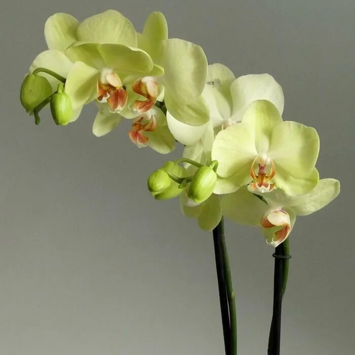 Разновидности орхидей фаленопсис фото Орхидея Фаленопсис Star Green Beauty, без цветка (детка), горшок 2,5 дюйма (5214