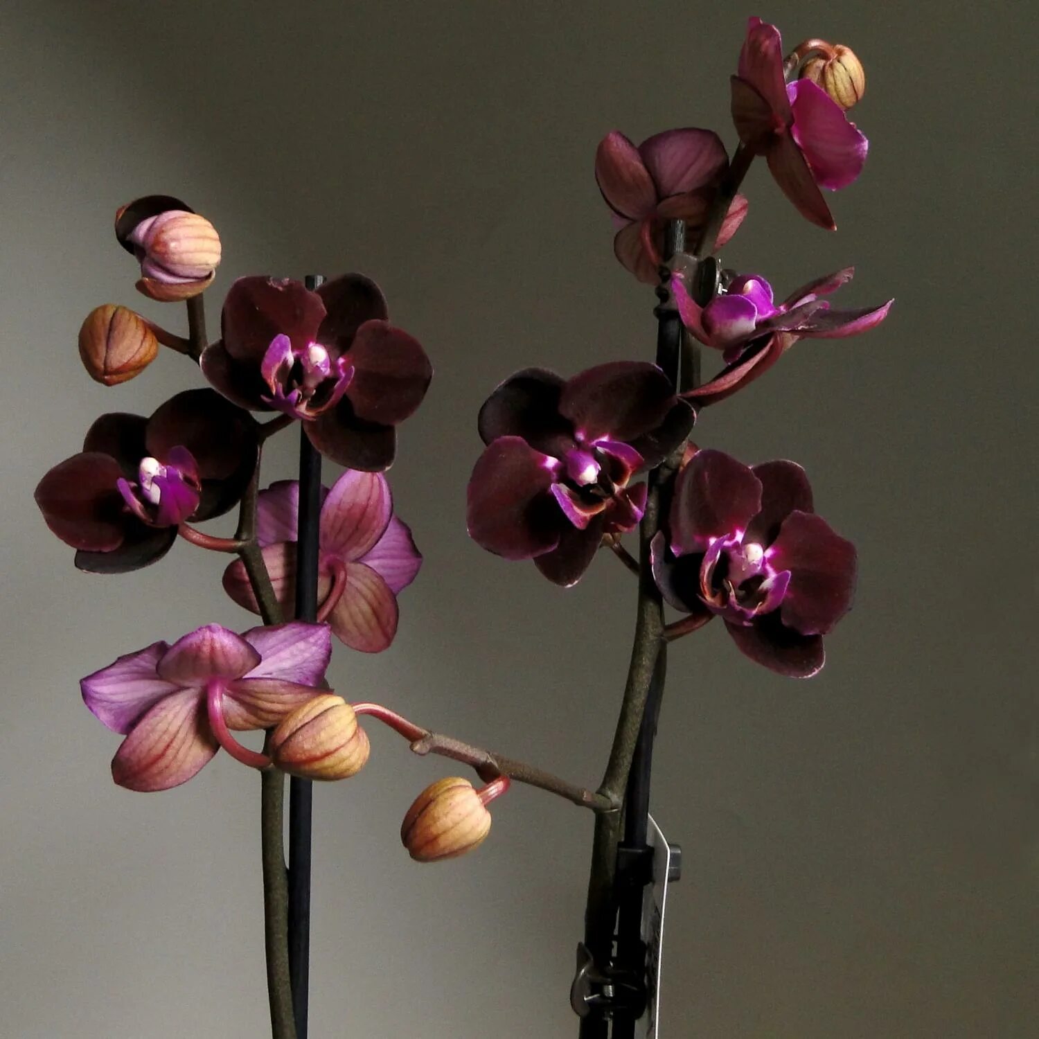 Разновидности орхидей фаленопсис фото Каталог орхидей - Орхидея Phalaenopsis Купить.