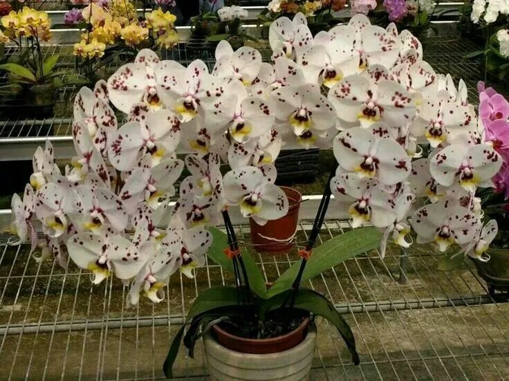 Разновидности орхидей фаленопсис фото Pin on orchidee