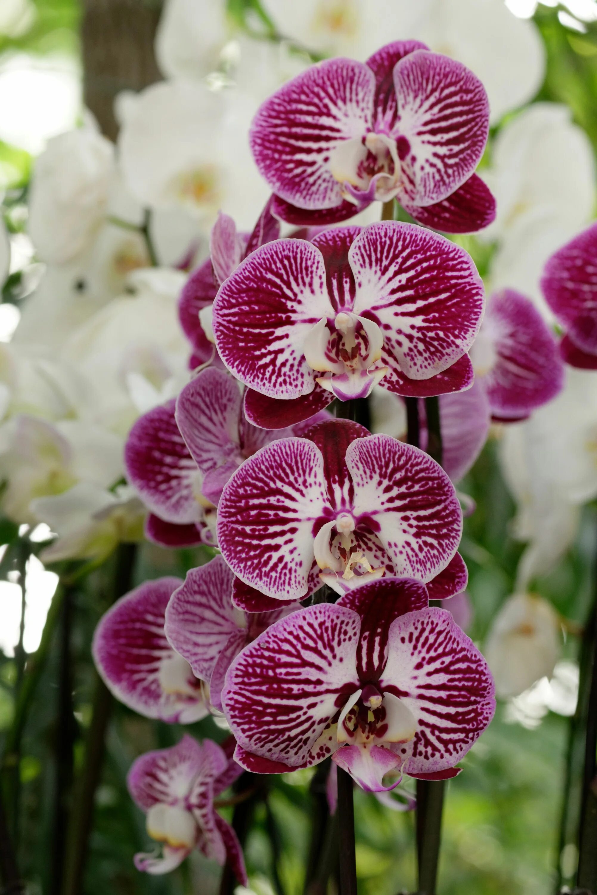 Разновидности орхидей фаленопсис фото Phalaenopsis cultivar Orchids Growing orchids, Orchids, Beautiful orchids