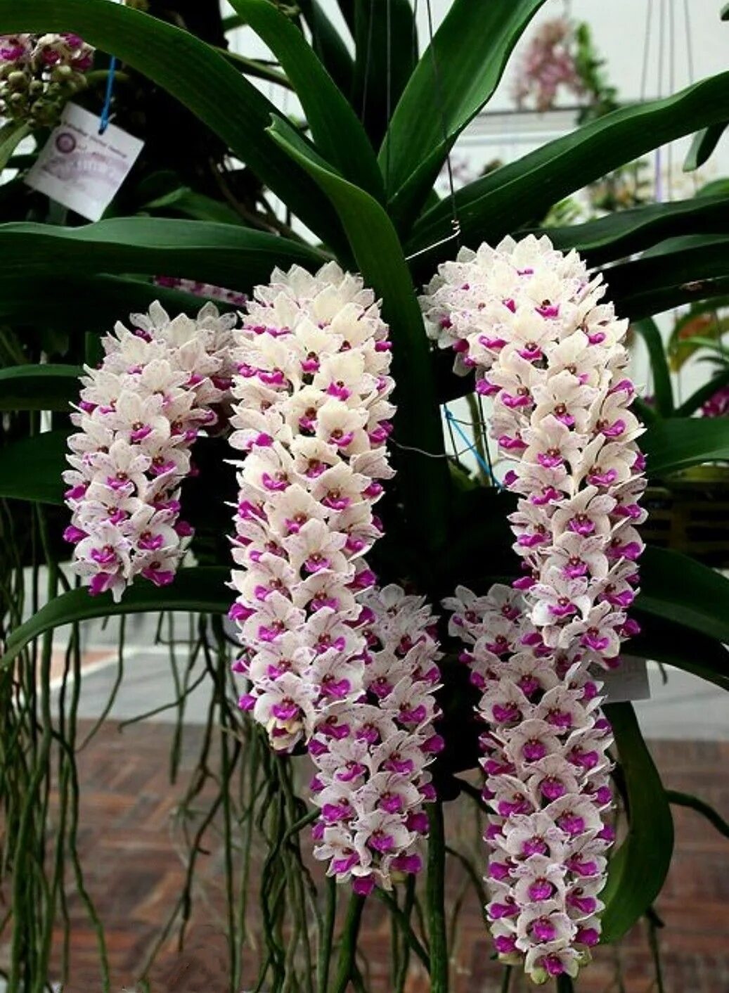 Разновидности орхидей фото Beautiful orchids Orchid seeds, Unusual flowers, Bonsai flower