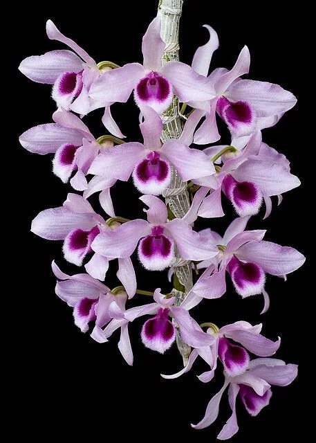 Разновидности орхидей фото Den. Little Sweetscent Orchid plants, Unusual flowers, Dendrobium orchids