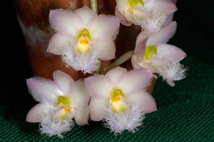 Разновидности орхидей фото Clowesia Rosea Orchid Rare orchids, Orchids, Orchid cactus