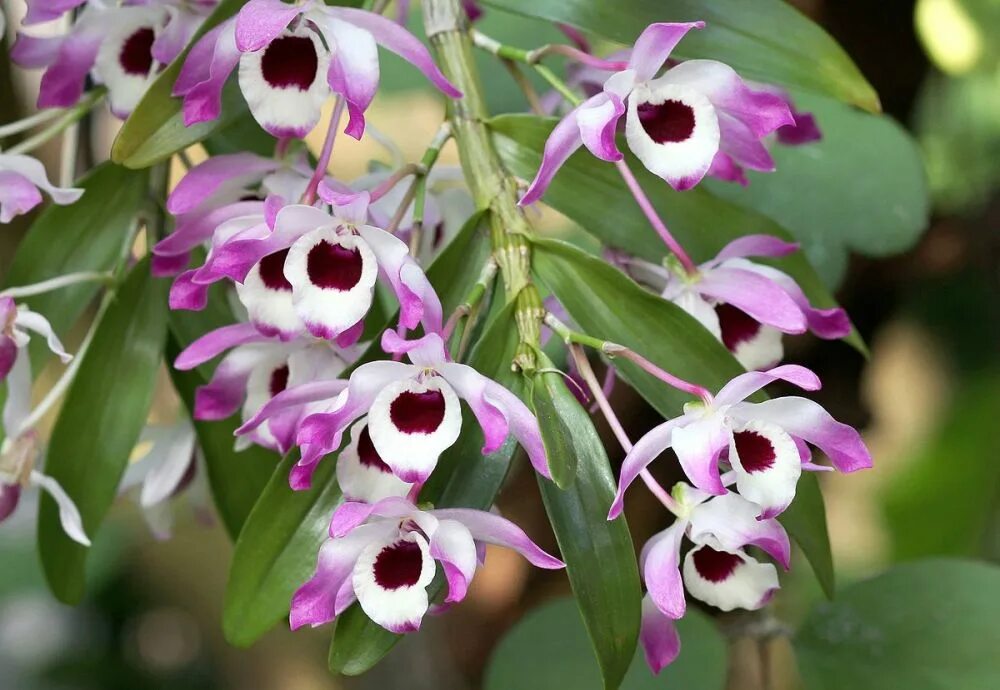 Разновидности орхидей фото Dendrobium nobile Passiflora.ru - Сервис коллективных заказов