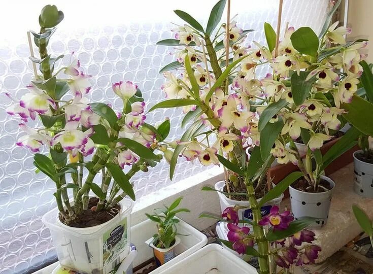 Разновидности орхидей фото и названия уход Características y cuidados necesarios del Dendrobium nobile Orchidée, Entretenir