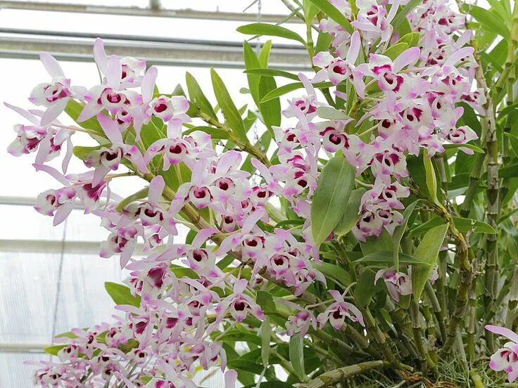 Разновидности орхидей фото и названия уход Dendrobium nobile Orchidée