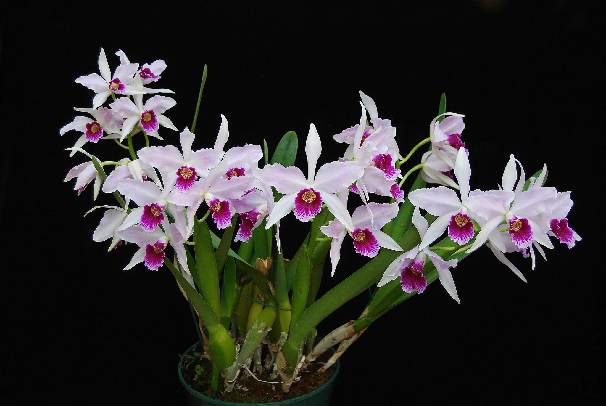 Разновидности орхидей фото и названия уход Laelia purpurata 'Purp One' Plant Plants, Orchids, Fertilizer