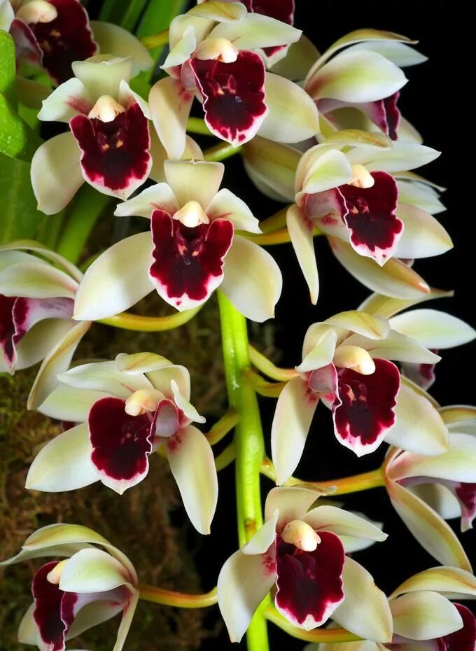 Разновидности орхидей фото и описание Cymbidium (Boat Orchid) Unusual flowers, Amazing flowers, Orchid flower