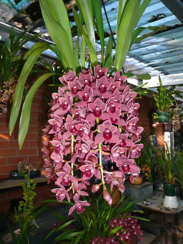 Разновидности орхидей фото и описание cymbidium dorothy stockstill forgot fruite. Hanging orchid, Exotic orchids, Cymb