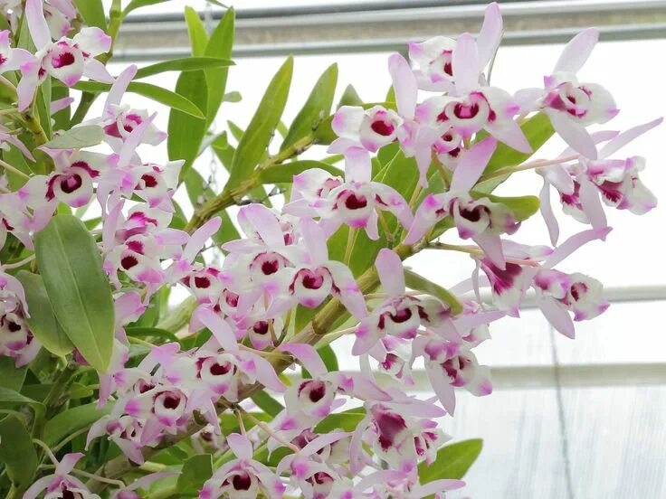 Разновидности орхидей фото с названиями Dendrobium nobile (Noble Dendrobium) - World of Flowering Plants Orquídeas dendr