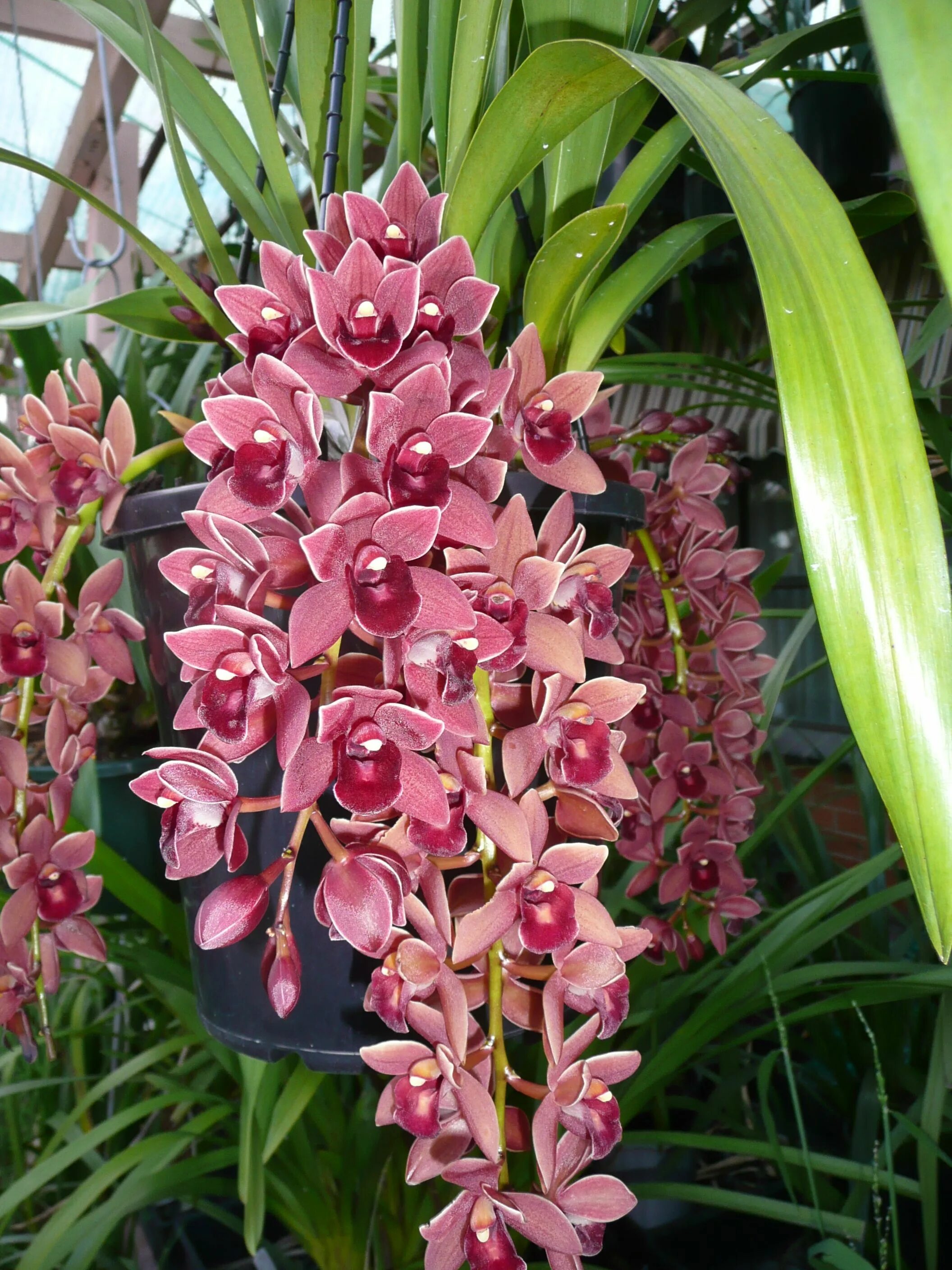 Разновидности орхидей фото с названиями cymbidium dorothy stockstill forgot fruite Cymbidium orchids, Orchid plants, Bea