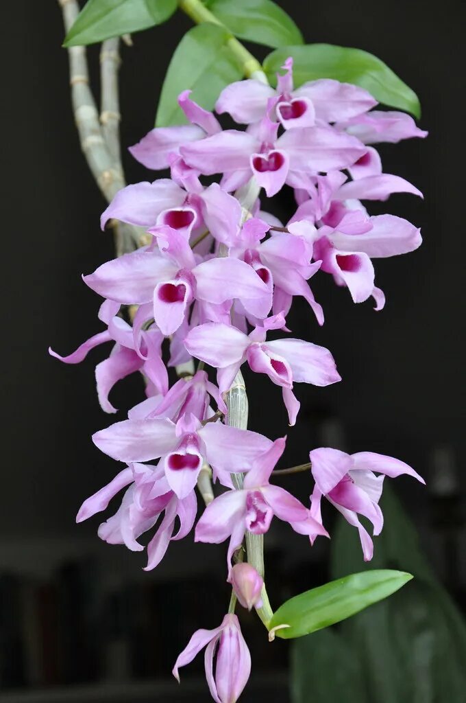 Разновидности орхидей фото с названиями Dendrobium Nestor x parishii Stefano Flickr