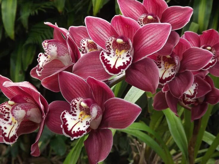 Разновидности орхидей фото с названиями и описанием Cymbidium Orchid Выращивание орхидей, Орхидеи, Цветоводство