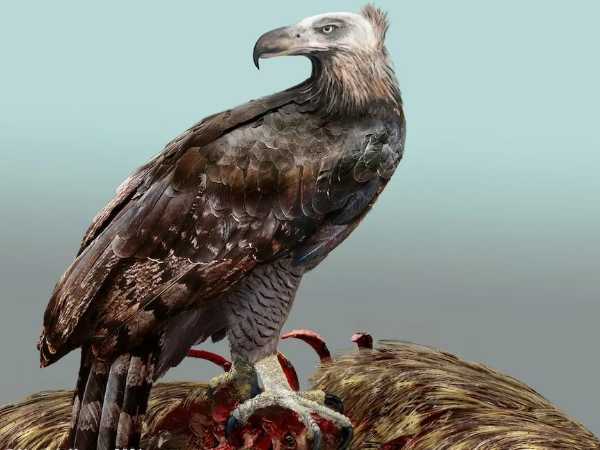 Разновидности орлов фото Legendary New Zealand giant eagle was a killer that ate like a vulture - ABC New