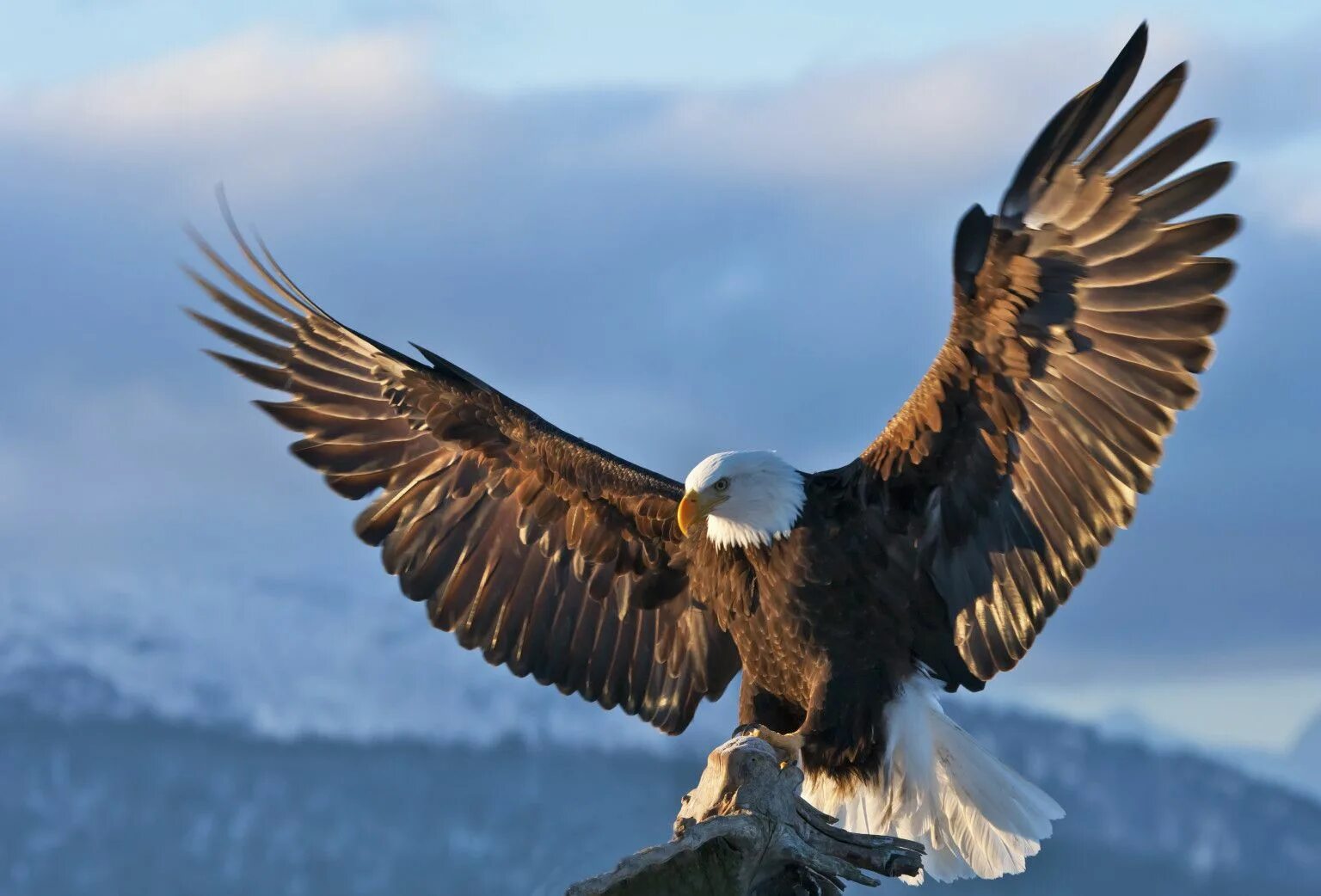 Разновидности орлов фото The Amazing Success Story Of Bald Eagle Conservation Bald eagle, Eagle images, E