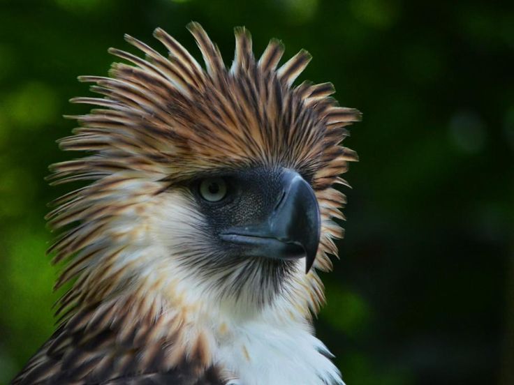 Разновидности орлов фото и их названия Águila filipina Weird birds, Birds, Philippine eagle