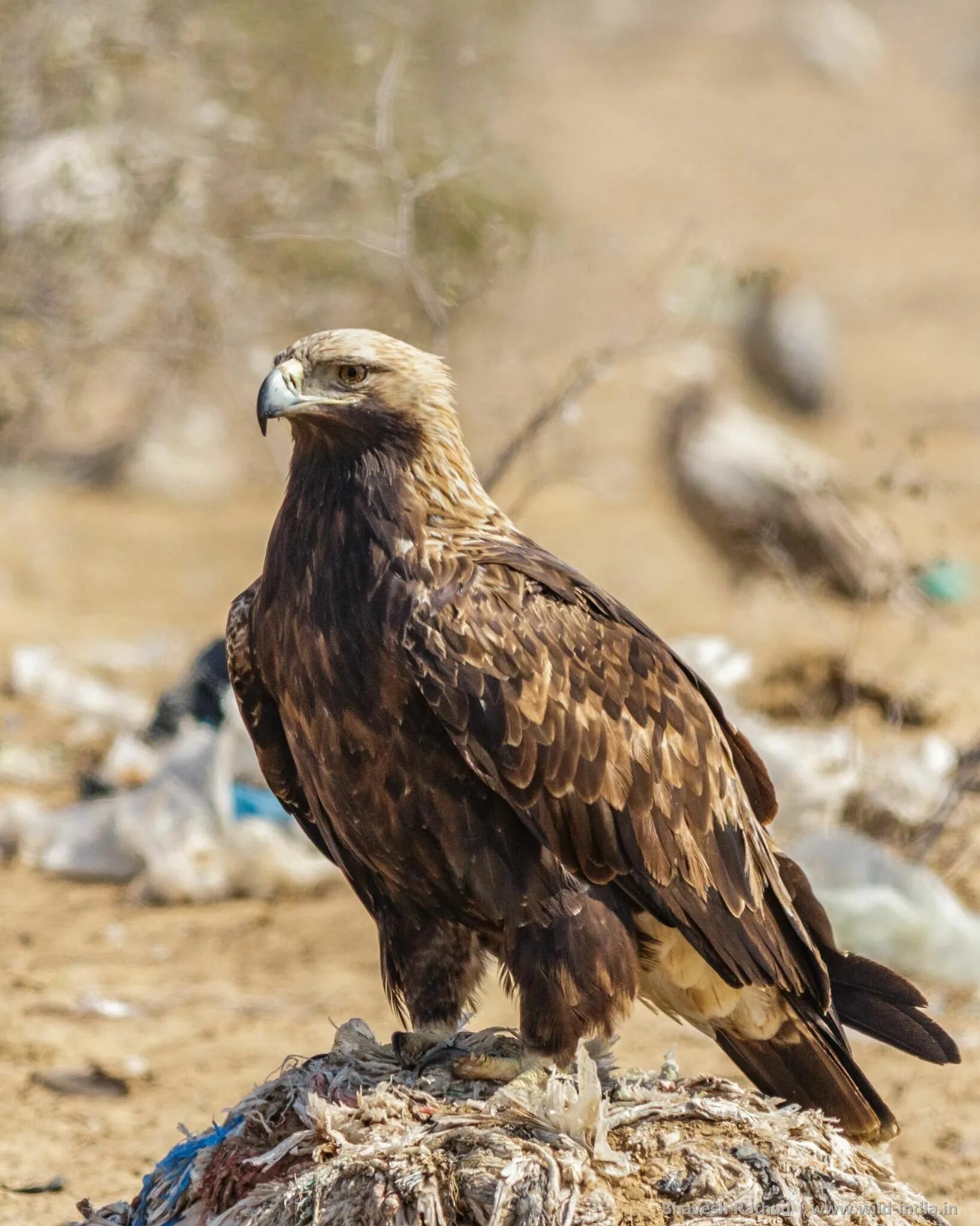 Разновидности орлов фото и их названия The empire of the eagle the world s most graceful bird - in pictures - Artofit