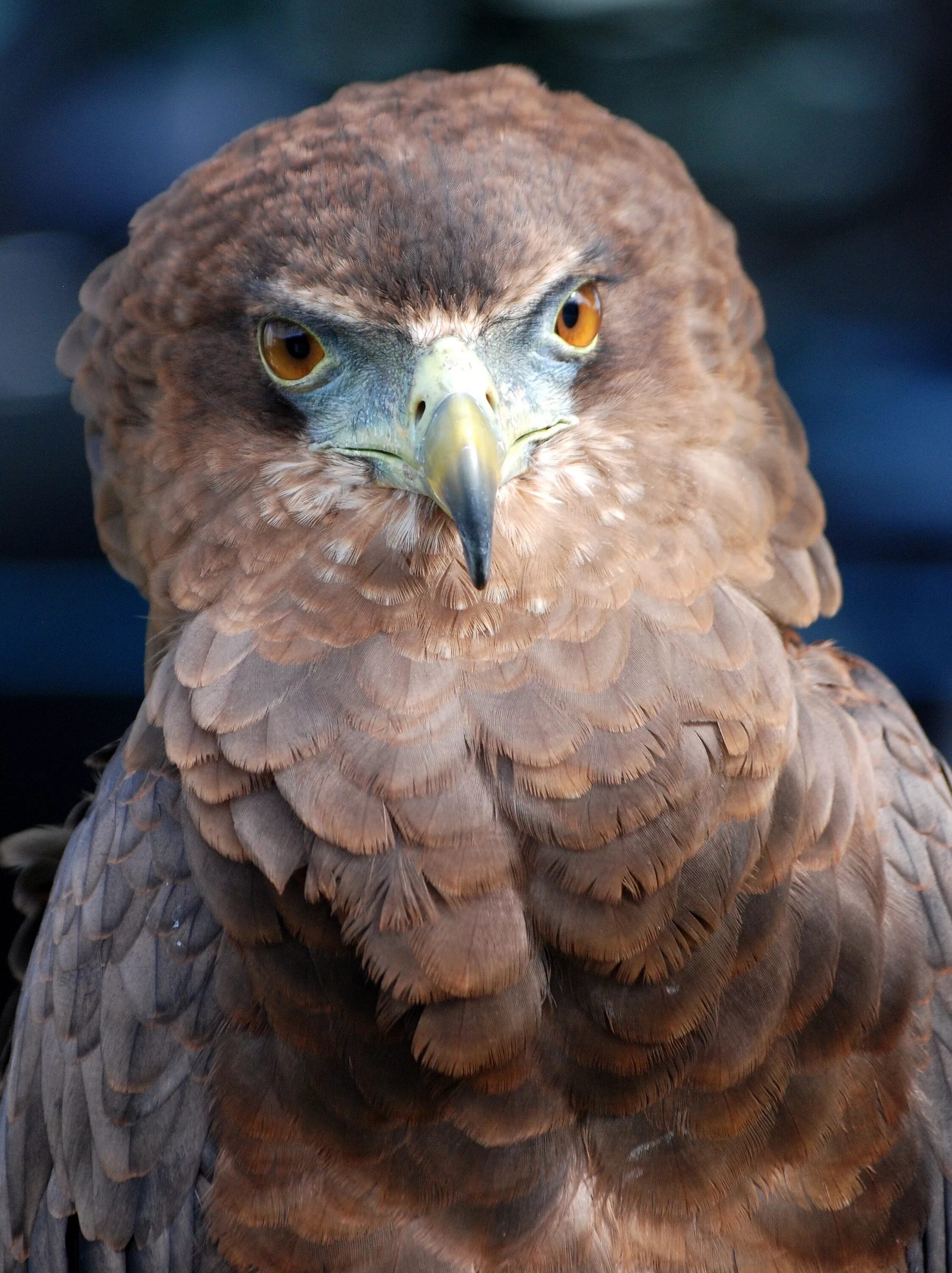 Разновидности орлов фото и их названия Free Images : wing, wildlife, beak, eagle, predator, owl, fauna, raptor, bird of