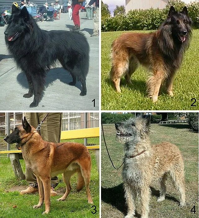 Разновидности овчарок фото с названиями Belgian Shepherd - Wikipedia