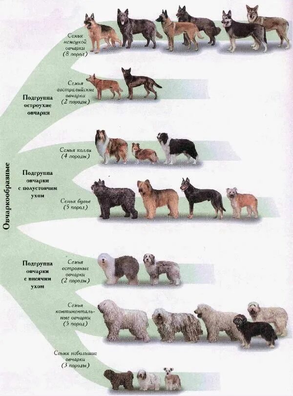 Разновидности овчарок фото с названиями пород собак Виртуальный клуб "Клуб Любителей Служебных Собак "КЛСС"" / Блог / Происхождение 