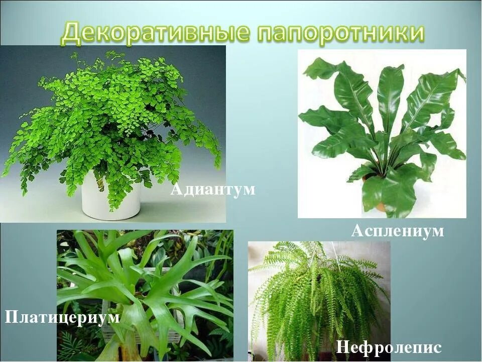 Разновидности папоротников комнатных фото и названия Популярные разновидности асплениума и требования для выращивания дома