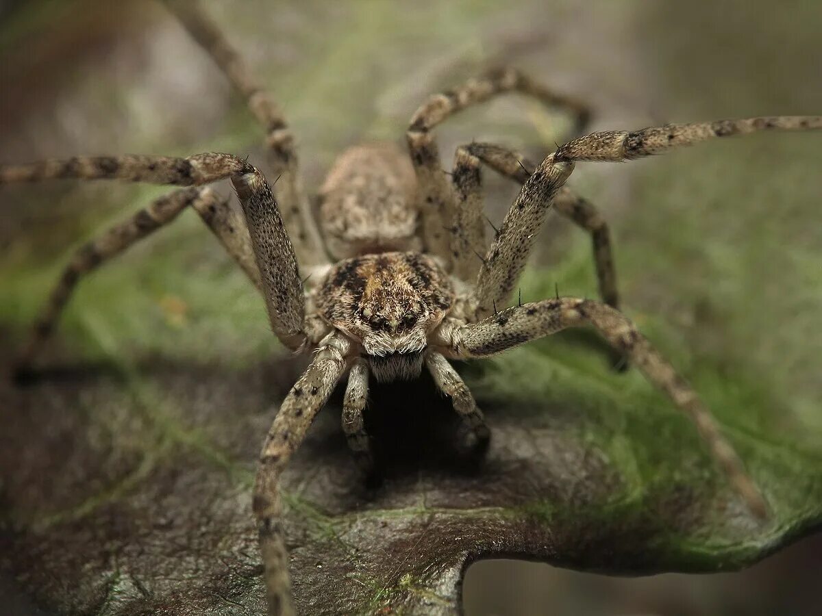 Разновидности пауков фото File:Philodromid-crab-spider-frontal-mze.jpg - Wikipedia