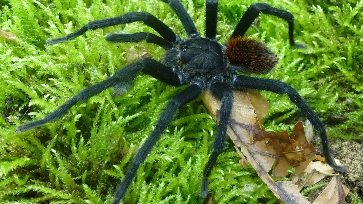 Разновидности пауков фото Terrifying new tarantula with poisonous hairs protruding from body discovered by