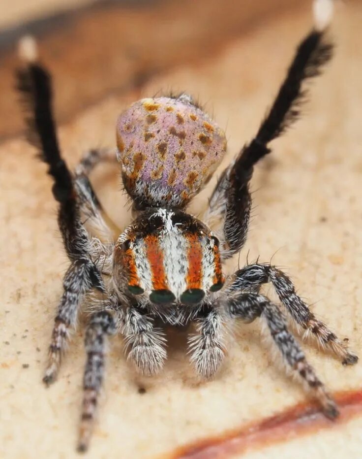 Разновидности пауков фото с названиями See Seven New Dazzling, Dancing Peacock Spiders Spider species, Spider, Species