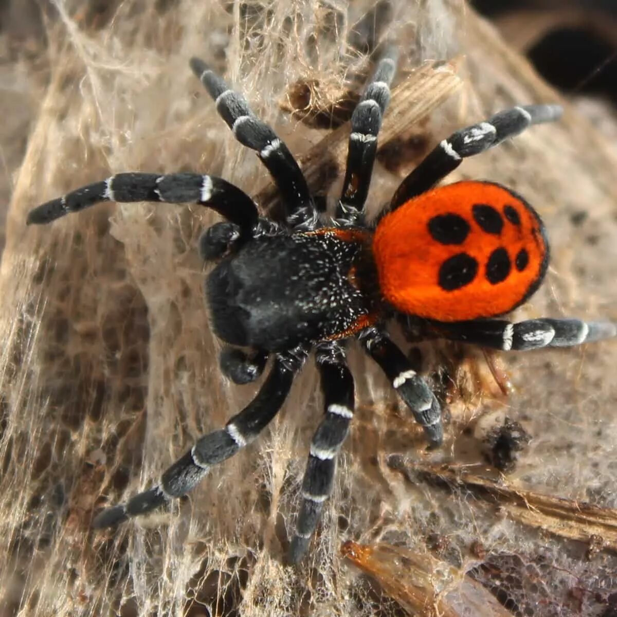 Разновидности пауков фото с названиями The Ladybird Spider - winter talks. - Back From The Brink