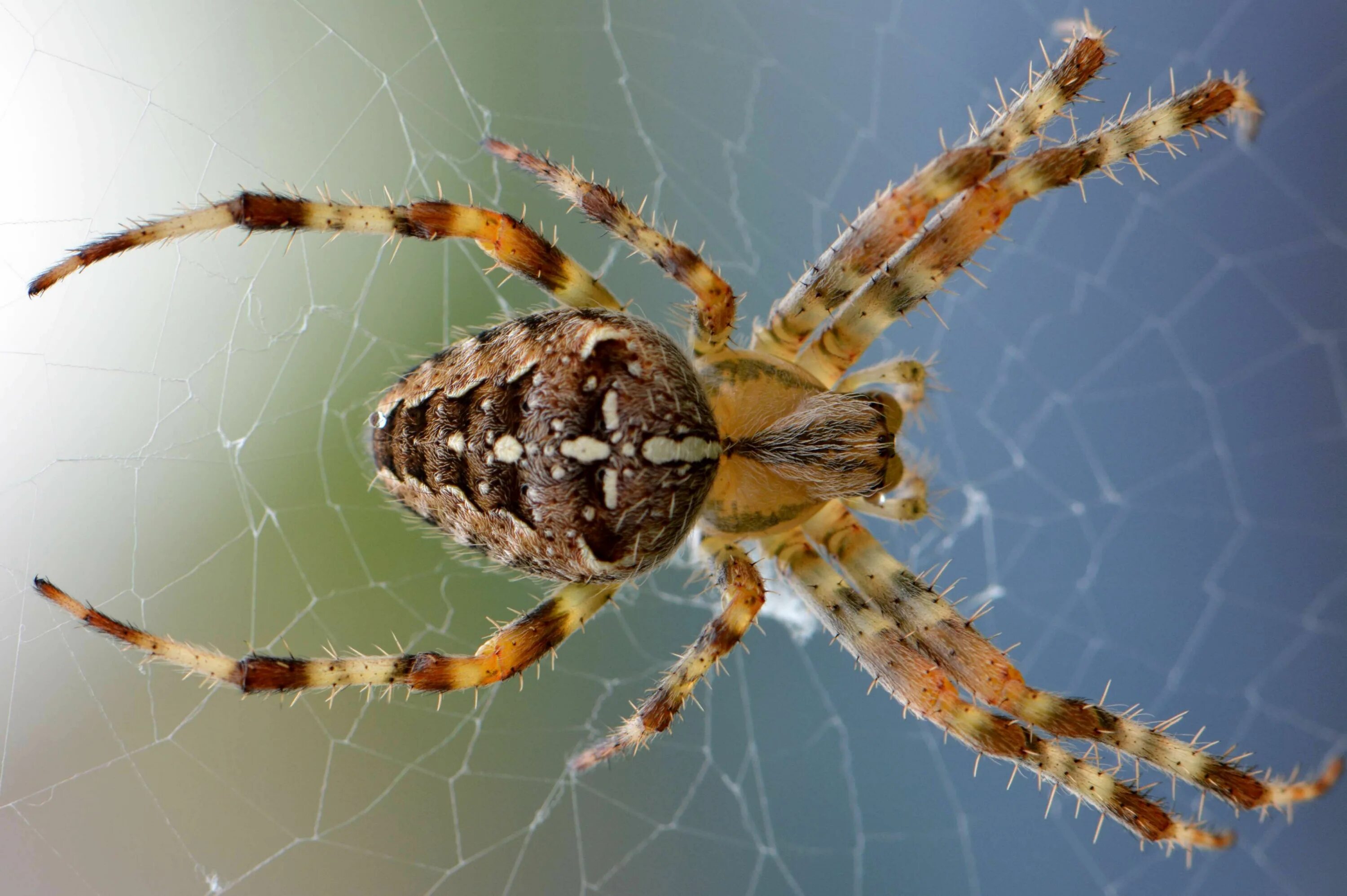 Разновидности пауков фото с названиями и описанием #arachnid #closeup #insect #insects #legs #macro #spider #web #wolf spider Types