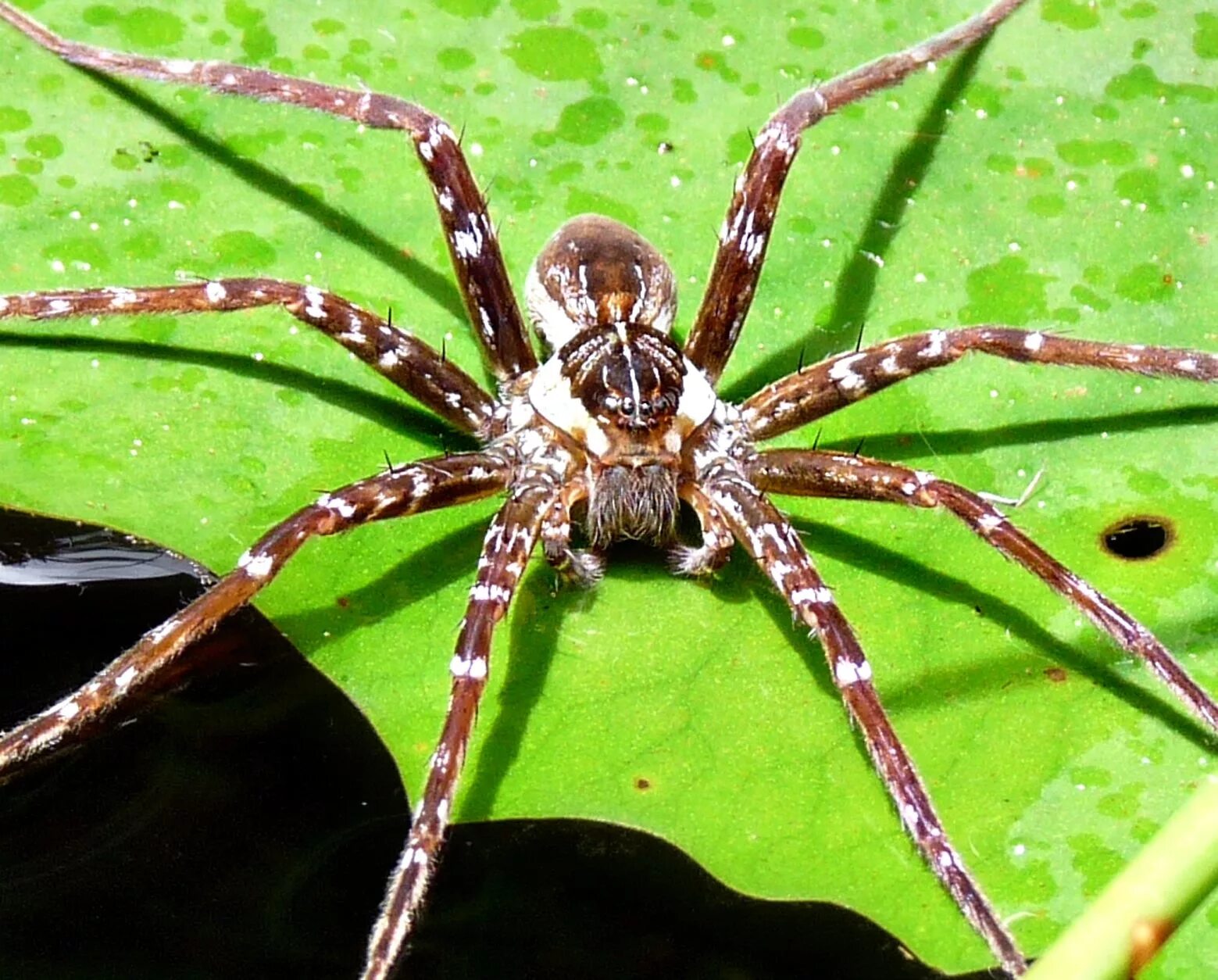 Разновидности пауков фото с названиями и описанием spiders Swimming with Spiders Spider, Spiders repellent, Spider control