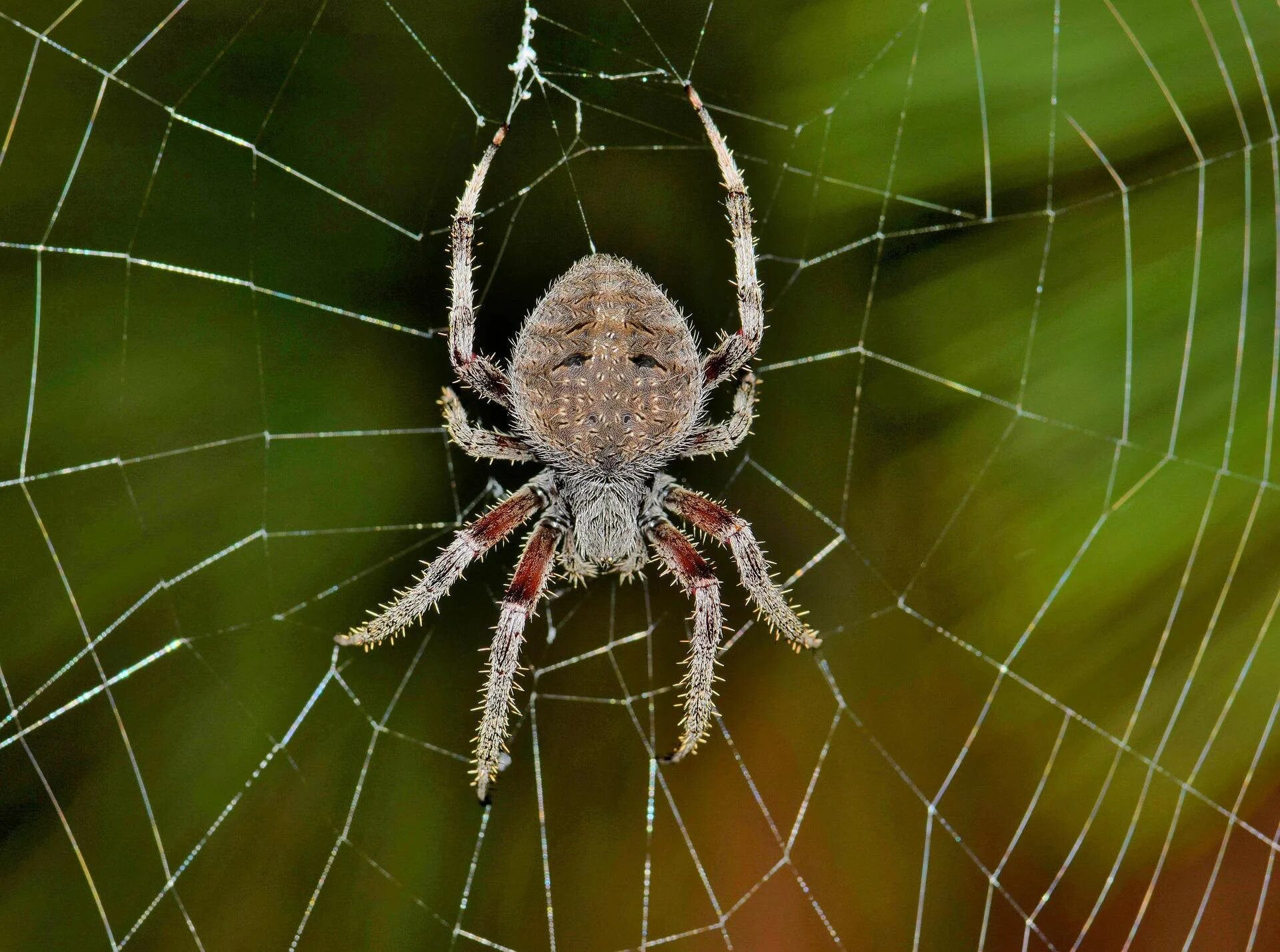 Разновидности пауков в россии описание фото otb-weaver-spider